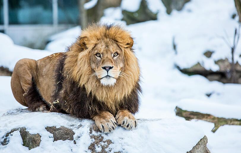 Wintereinbruch in Hellabrunn: Löwe Max im Schnee.