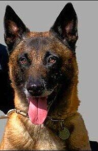 Polizeihund "Dino" nahm schnell die Fährte der Vermissten auf. Polizeihund "Dino" nahm schnell die Fährte der Vermissten auf.