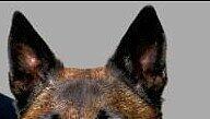 Polizeihund "Dino" nahm schnell die Fährte der Vermissten auf. Polizeihund "Dino" nahm schnell die Fährte der Vermissten auf.