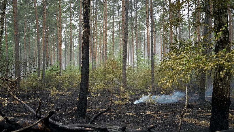 Der Großbrand im Müritz-Nationalpark ist laut Schweriner Umweltministerium gelöscht. Der Großbrand im Müritz-Nationalpark ist laut Schweriner Umweltministerium gelöscht.
