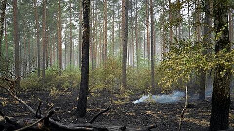 Der Gro&szlig;brand im M&uuml;ritz-Nationalpark ist laut Schweriner Umweltministerium gel&ouml;scht.