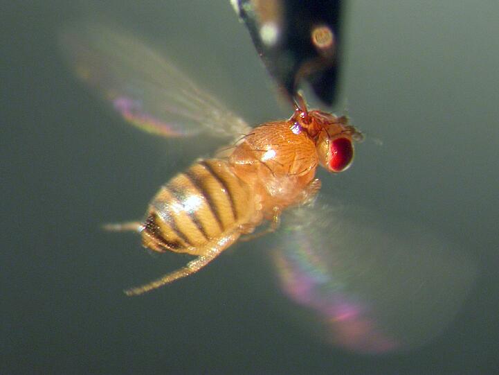 Undatierte Aufnahme einer Fruchtfliege (Drosophila melanogaster). Wenn männliche Fruchtfliegen keinen Sex bekommen, suchen sie Trost im Alkohol. Sexuell zufriedene Fliegen-Männchen hingegen trinken deutlich weniger.
