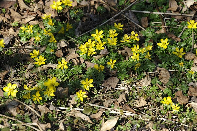 Winterlinge spitzen gelb durch die alten Blätter des Vorjahres.