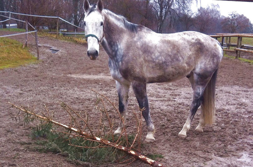 Das vermeintlich herrenlose Pferd.