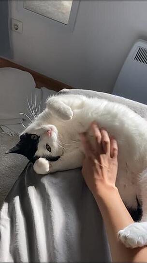 Felix