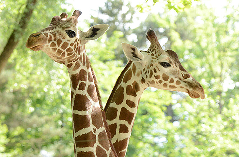 Die Giraffe hatte sich die schweren Verletzungen an einem Gitter selbst zugefügt. (Archivbild)