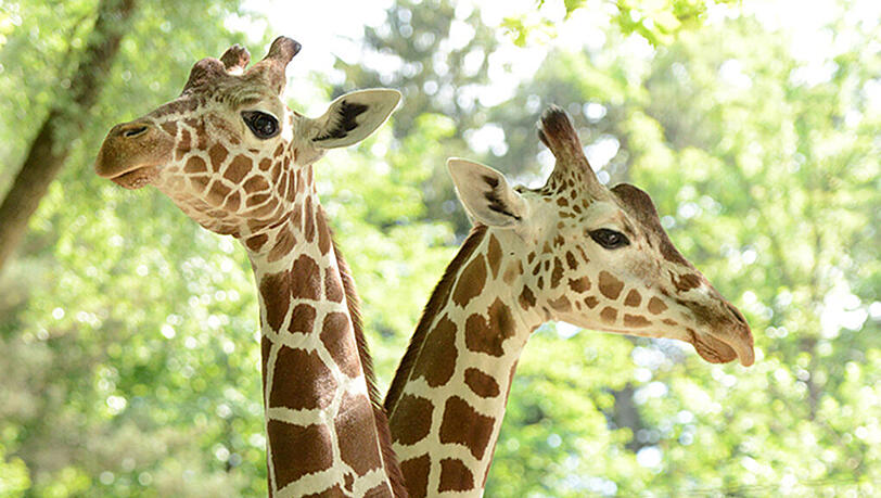 Die Giraffe hatte sich die schweren Verletzungen an einem Gitter selbst zugefügt. (Archivbild) Die Giraffe hatte sich die schweren Verletzungen an einem Gitter selbst zugefügt. (Archivbild)