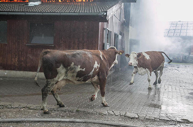 Bilder vom Großeinsatz der Feuerwehr: In Petting stand ein Stall in Vollbrand, etliche Tiere mussten aus dem brennenden Gebäude gerettet werden.