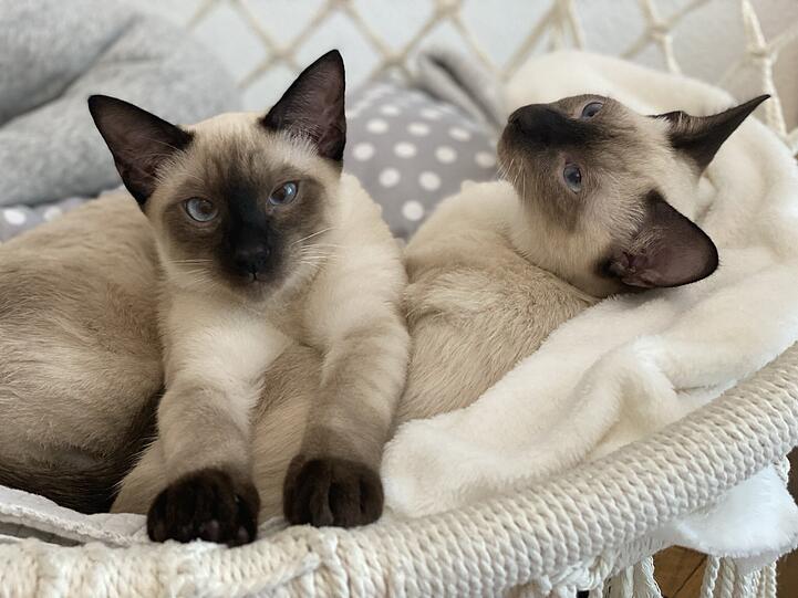Toffee und Cookie
