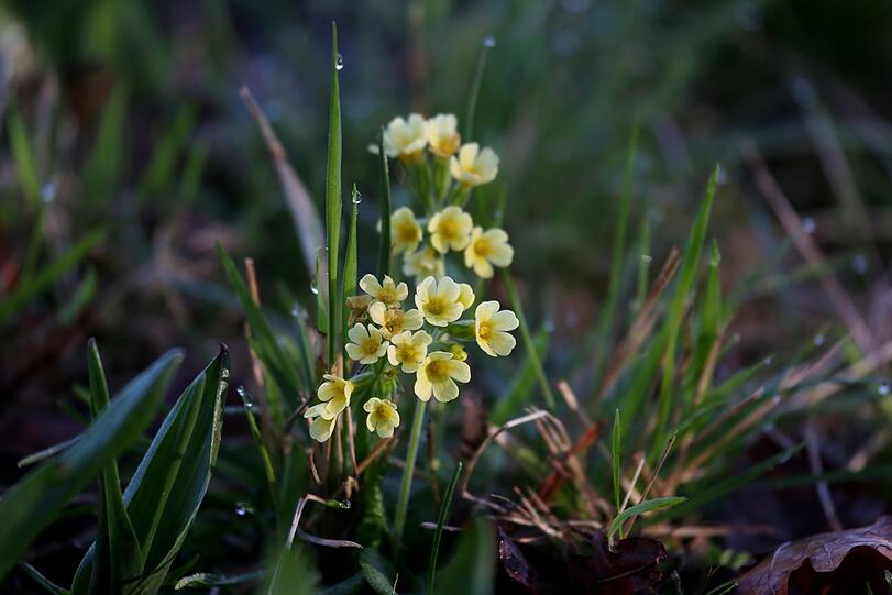 Jedes Frühjahr wieder: die herrlichen Schlüsselblumen.