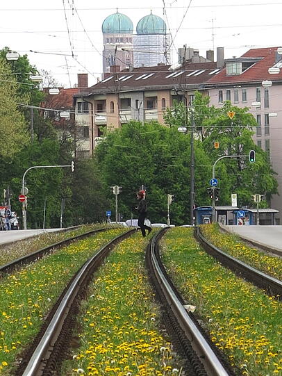 Die Gleise der Trambahn sind in der Dachauerstraße rund um Stiglmaierplatz mit Löwenzahn bewachsen.