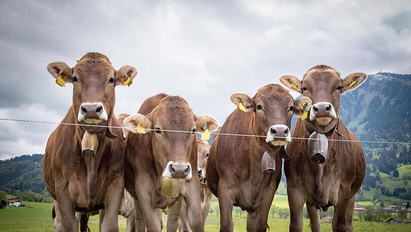 Wir sollen schuld sein? Leider ja &ndash; K&uuml;he produzieren bis zu 500 Liter Methan am Tag. Doch das k&ouml;nnte sich mit Saba&szlig;&rsquo; Forschung &auml;ndern.