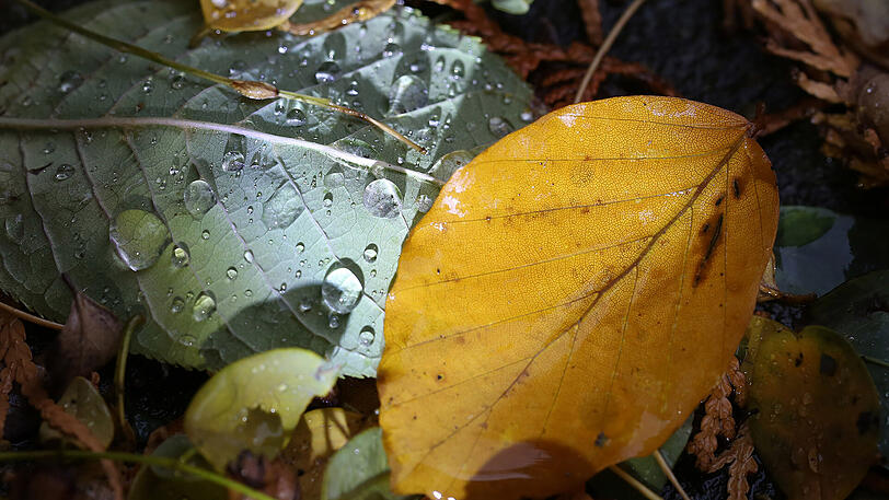 Weitere Herbst-Impressionen vom AZ-Stadtspaziergänger.