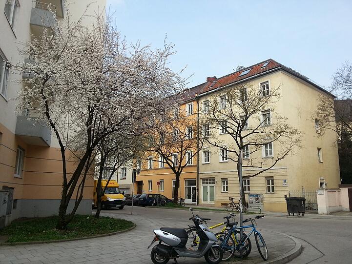 Ein Baum an der Kolumbusstraße, Ecke Sommerstraße treibt auch schon Blüten.