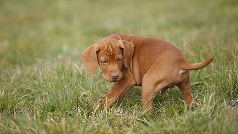 In Giesing stößt ein Radler mit einer jungen Vizla-Hündin zusammen und verletzt sich beim Sturz am Kopf. (Symbolbild)
