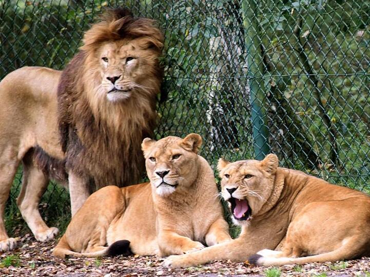 Eine Löwengruppe aufgenommen in einem Löwengehege im Serengeti-Park Hodenhagen. Zwei Löwen haben einen Tierpfleger hier angegriffen und schwer verletzt.