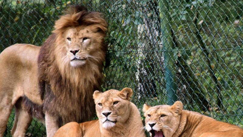 Eine Löwengruppe aufgenommen in einem Löwengehege im Serengeti-Park Hodenhagen. Zwei Löwen haben einen Tierpfleger hier angegriffen und schwer verletzt. Eine Löwengruppe aufgenommen in einem Löwengehege im Serengeti-Park Hodenhagen. Zwei Löwen haben einen Tierpfleger hier angegriffen und schwer verletzt.