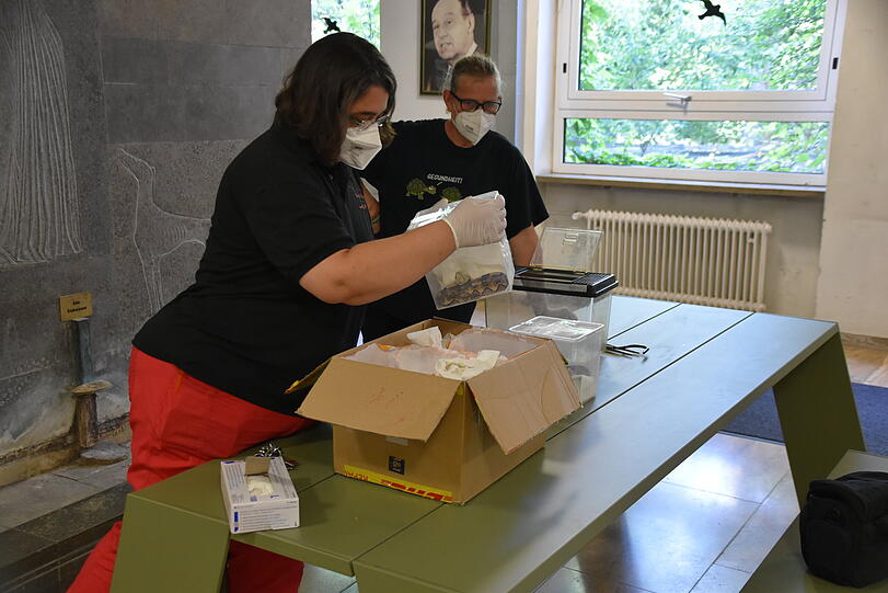 Die Giftschlangen können für Menschen potentiell tödlich sein.