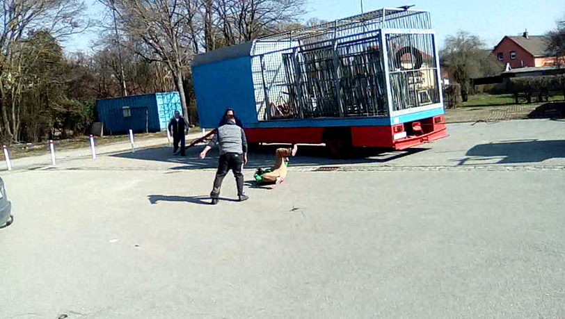 Ein Tierschützer wird beim Versuch, den Anhänger zu blockieren, von einem Zirkusmitarbeiter zu Boden geworfen. Ein Tierschützer wird beim Versuch, den Anhänger zu blockieren, von einem Zirkusmitarbeiter zu Boden geworfen.