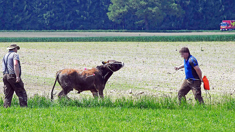 Wildwest an der A94: 17 entflohene Rindviecher hielten die "Cowboys" von Polizei und Feuerwehr stundenlang auf Trab. Die Bilder von der Stierhatz.