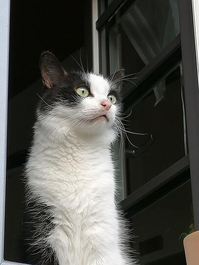Tino