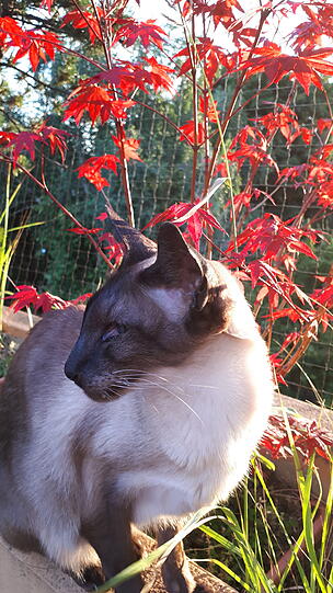Faramir