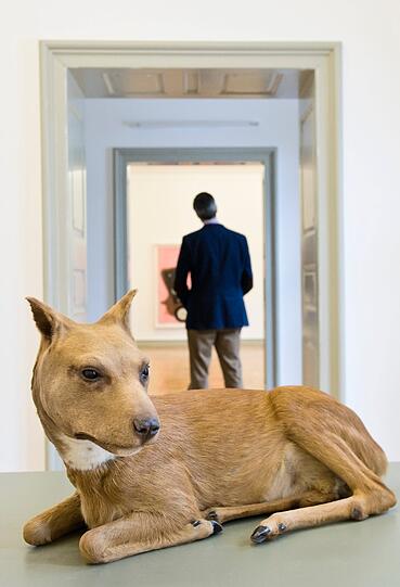 Pitbull trifft Rehkitz. Das Haustier der Zukunft?