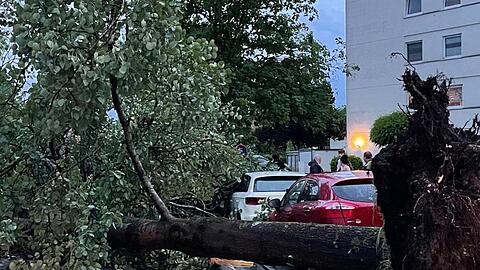 Hier im baden-württembergischen Senden haben Unwetter Bäume umstürzen lassen. Besonders betroffen war neben der Bodenseeregion auch die Gegend um Ulm.