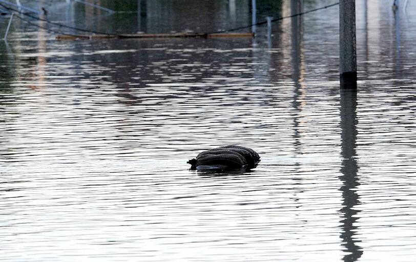 Aktuelle Fotos vom Hochwasser in Deggendorf: Fotos von der Flut.