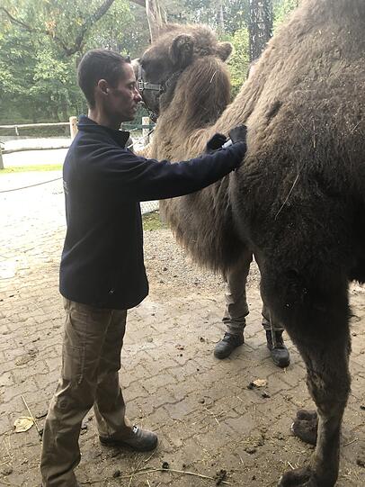 Obacht, Trampeltier: Von so einem wurde der Tierarzt mal getreten. Obacht, Trampeltier: Von so einem wurde der Tierarzt mal getreten.