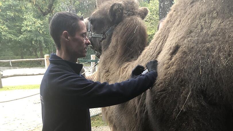 Obacht, Trampeltier: Von so einem wurde der Tierarzt mal getreten. Obacht, Trampeltier: Von so einem wurde der Tierarzt mal getreten.