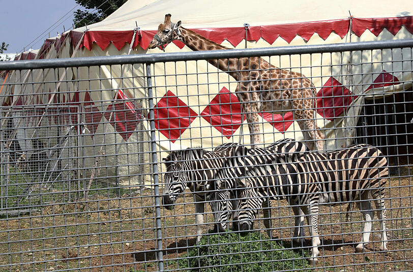Die Giraffen und die Zebras teilen sich ein Gehege beim Circus Voyage.