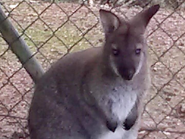 Das Foto zeigt ein ein Meter großes Wallaby. Foto: -/Polizeiinspektion Cham /dpa