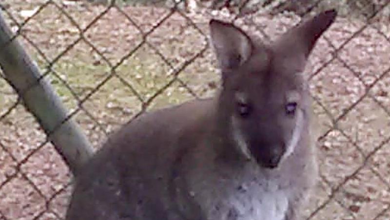 Das Foto zeigt ein ein Meter großes Wallaby. Foto: -/Polizeiinspektion Cham /dpa Das Foto zeigt ein ein Meter großes Wallaby. Foto: -/Polizeiinspektion Cham /dpa