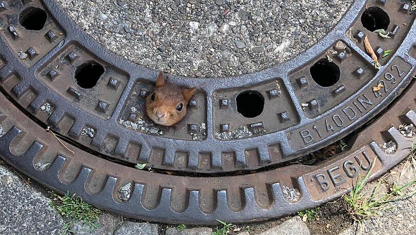 Das Eichhörnchen steckte mit dem Kopf im Gullydeckel fest und konnte sich aus eigener Kraft nicht mehr befreien. Das Eichhörnchen steckte mit dem Kopf im Gullydeckel fest und konnte sich aus eigener Kraft nicht mehr befreien.