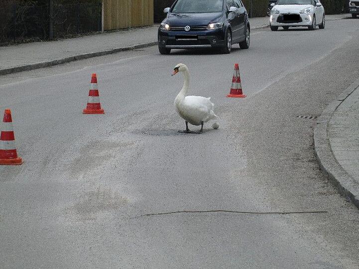 Pylonen leiteten die Autos an dem Schwanenweibchen vorbei - das legte glatt auch noch ein Ei.