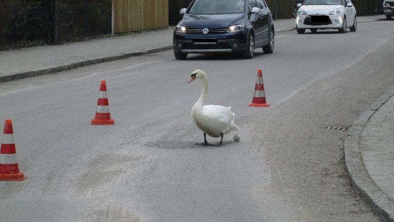 Pylonen leiteten die Autos an dem Schwanenweibchen vorbei - das legte glatt auch noch ein Ei. Pylonen leiteten die Autos an dem Schwanenweibchen vorbei - das legte glatt auch noch ein Ei.