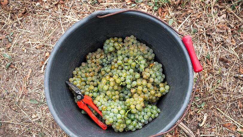Die Winzer produzieren wieder weniger Wein. (Archivbild) Die Winzer produzieren wieder weniger Wein. (Archivbild)