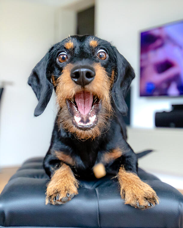 Platz 1: Ob Snoopy wohl genau diesen Gesichtsausdruck aufsetzen wird, wenn er erfährt, dass die AZ-Jury ihn auf den ersten Platz beim AZ-Wettbewerb "Die Wahl mit Wau: Hund samma!" gewählt hat? Einen Keks hat er sich dann ganz sicher wieder verdient. Wir sagen: Herzlichen Glückwunsch! Platz 1: Ob Snoopy wohl genau diesen Gesichtsausdruck aufsetzen wird, wenn er erfährt, dass die AZ-Jury ihn auf den ersten Platz beim AZ-Wettbewerb "Die Wahl mit Wau: Hund samma!" gewählt hat? Einen Keks hat er sich dann ganz sicher wieder verdient. Wir sagen: Herzlichen Glückwunsch!