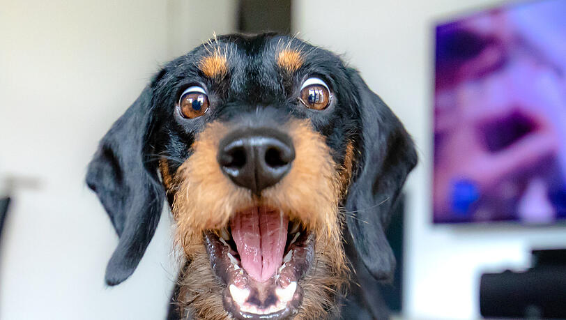 Platz 1: Ob Snoopy wohl genau diesen Gesichtsausdruck aufsetzen wird, wenn er erfährt, dass die AZ-Jury ihn auf den ersten Platz beim AZ-Wettbewerb "Die Wahl mit Wau: Hund samma!" gewählt hat? Einen Keks hat er sich dann ganz sicher wieder verdient. Wir sagen: Herzlichen Glückwunsch!
