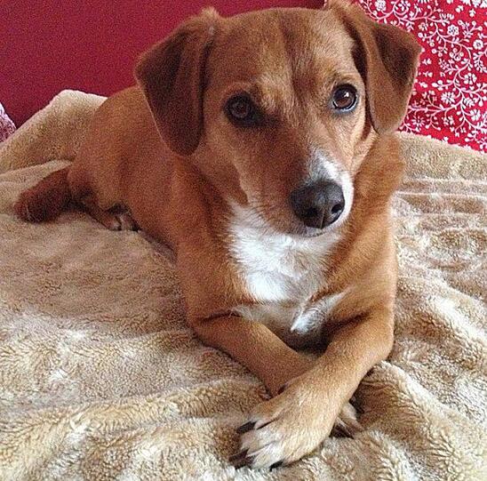 Hündin Lucy weilt leider nicht mehr unter uns, sondern ist bereits im Hundehimmel.