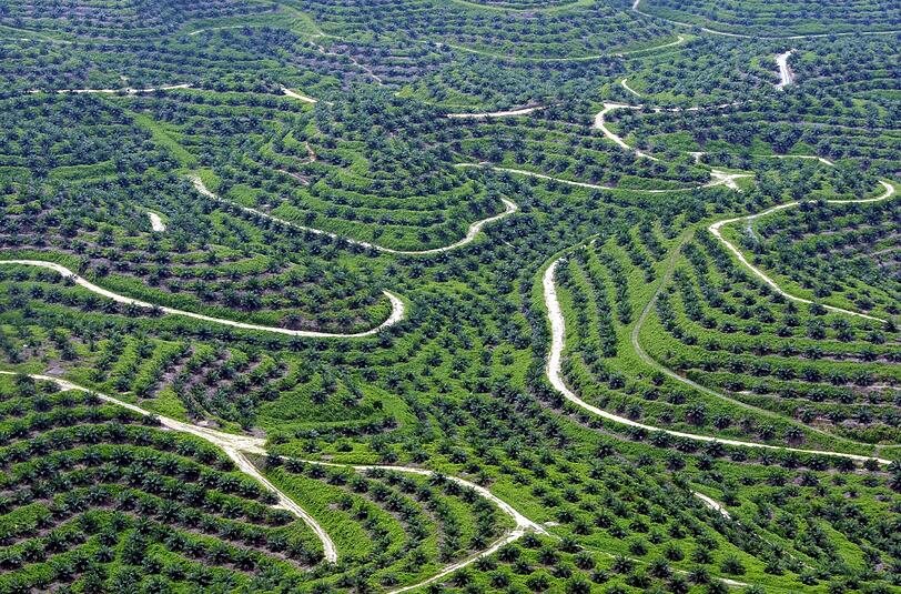 Palmöl-Plantage in Indonesien. Foto: Bagus Indahono