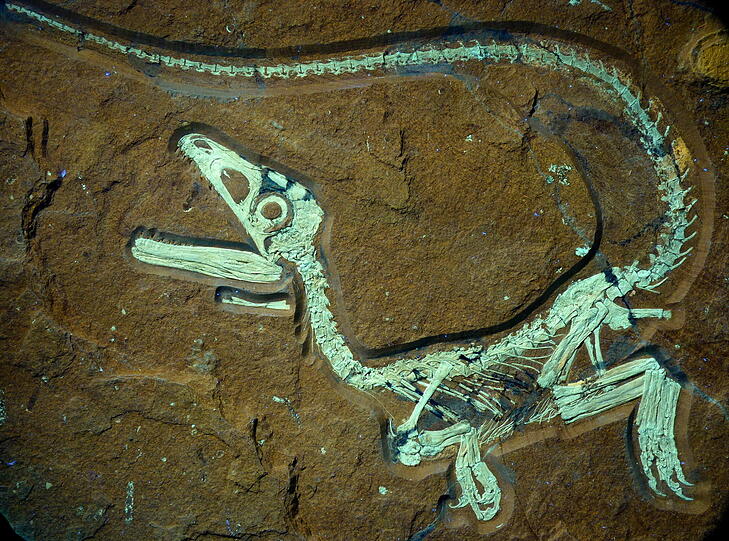 Das undatierte Foto zeigt einen versteinerten Raubdinosaurier in einer Kalkplatte bei Kelheim. Das europaweit am besten erhaltene Saurier-Fossil ist in Bayern gefunden worden.