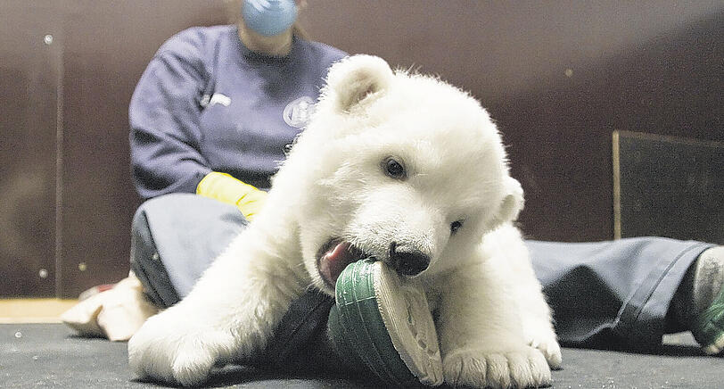 Ein richtiger Rüpel ist die kleine Flocke. Hier kaut sie auf dem Schuh einer Pflegerin herum.