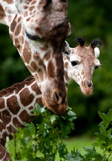 Das ca. 1,90 Meter grosse Giraffen-Maedchen kam vor zwoelf Wochen auf die Welt. Der Name Limber ist afrikanisch und bedeutet uebersetzt "grosse Freude".