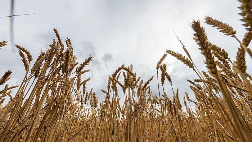 Bayerns Landwirtschaftsministerin Kaniber will keine Abhängigkeit bei Grundnahrungsmitteln. (Symbolbild) Bayerns Landwirtschaftsministerin Kaniber will keine Abhängigkeit bei Grundnahrungsmitteln. (Symbolbild)