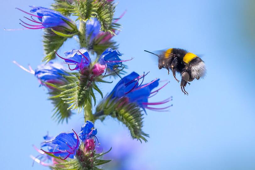 Unter den hiesigen Hummeln ist die Erdhummel am häufigsten zu sehen und zu erkennen an ihrem weißen Hinterteil. Sie baut ihr Nest unterirdisch und ist im Frühjahr als eine der ersten Insektenarten unterwegs. Ihr kräftiger Körper macht sie unempfindlicher gegen Kälte. Allerdings überleben bei dieser Spezies nur Königinnen den Winter. Als Bestäuberinnen sind Erdhummeln vor allem im Gemüseanbau gefragt. Unter den hiesigen Hummeln ist die Erdhummel am häufigsten zu sehen und zu erkennen an ihrem weißen Hinterteil. Sie baut ihr Nest unterirdisch und ist im Frühjahr als eine der ersten Insektenarten unterwegs. Ihr kräftiger Körper macht sie unempfindlicher gegen Kälte. Allerdings überleben bei dieser Spezies nur Königinnen den Winter. Als Bestäuberinnen sind Erdhummeln vor allem im Gemüseanbau gefragt.