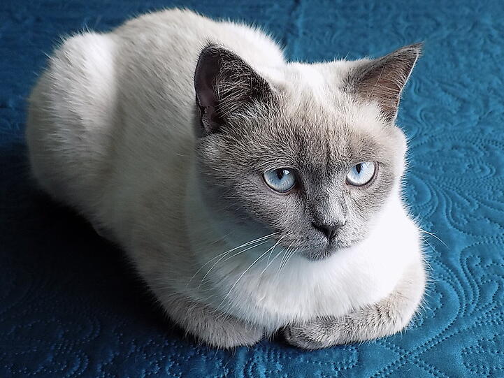 Nala