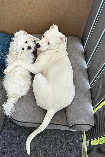 Malteser Nala und Cookie (Boxer-Mix)