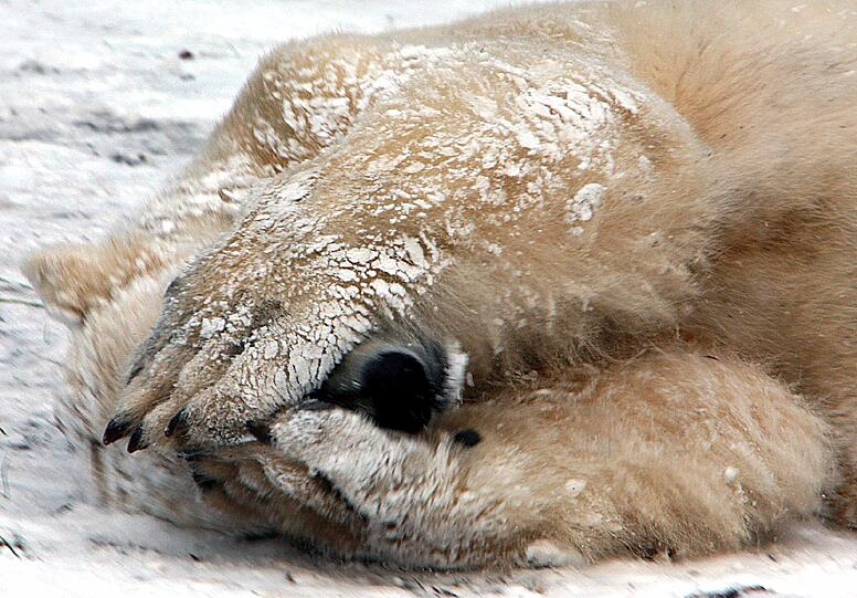 Ob er sich das von diesem Gesellen abgeschaut hat? Ein Eisbär im Nürnberger Zoo schützt seine Schnauze vor dem kalten Wind. Eisbären können dank ihres dicken Fells Temperaturen bis Minus 70 Grad und Windstärken bis 200 km/h ertragen.